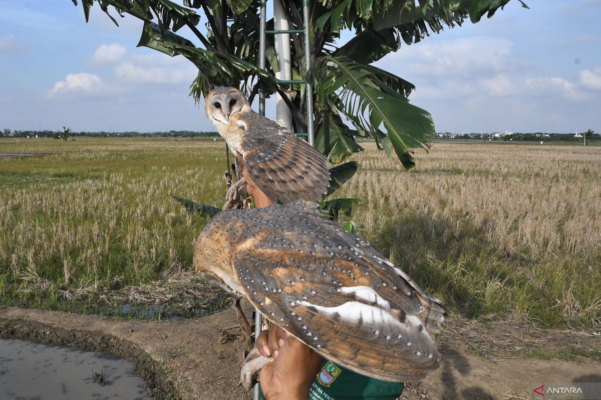 antarafoto-pengendalian-hama-sawah-dengan-burung-hantu-270624-fah-2.jpg