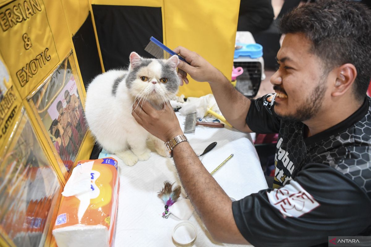 Kontes-kucing-di-Samarinda-3.jpg