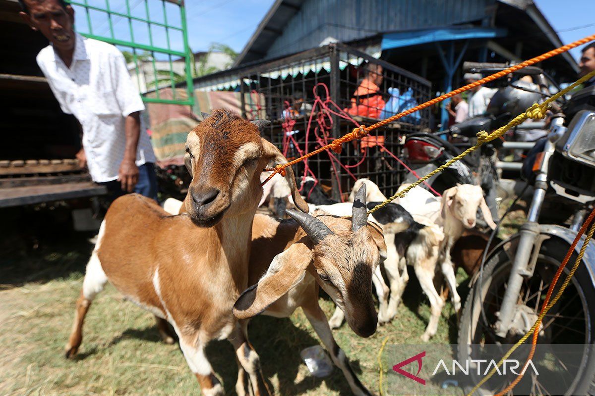 antarafoto-pasar-hewan-kurban-di-aceh-080624-irp-4.jpg
