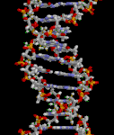 127px-DNA_animation.gif