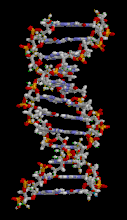 127px-DNA_animation.gif
