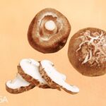 jamur shiitake.jpg