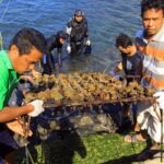 menyelamatkan-terumbu-karang-felf-dom.jpg