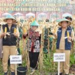 Kodim-Lamongan-dukung-panen-jagung.jpg