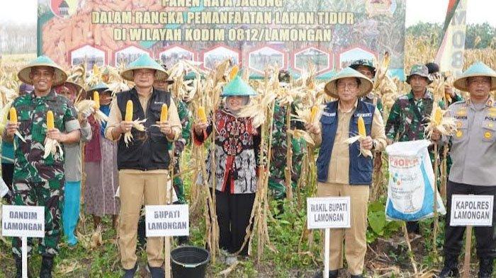 Kodim-Lamongan-dukung-panen-jagung.jpg