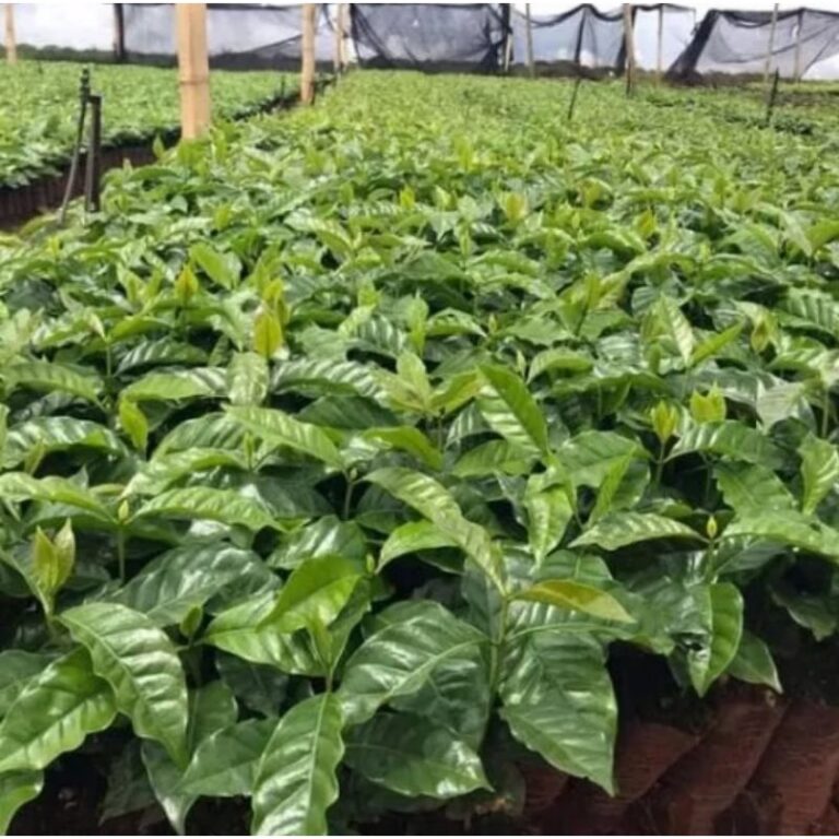 sg-11134201-22120-c9j4tl0ylmlv2c