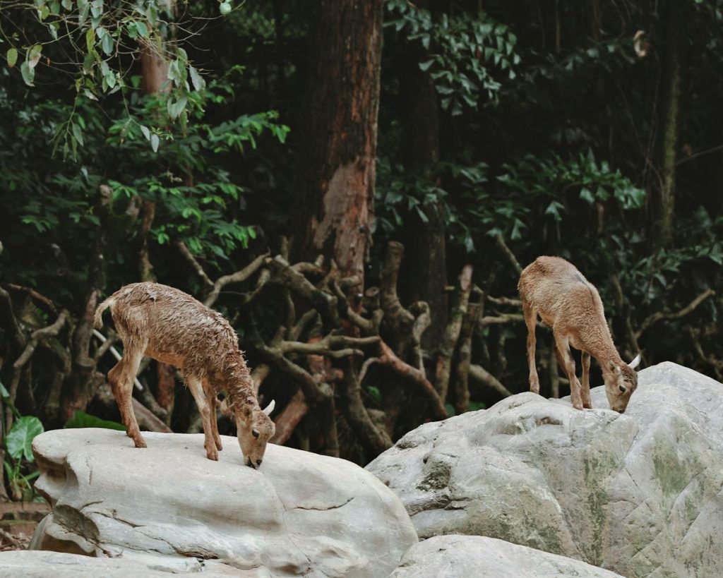 free-photo-of-nilgiri-tahr-on-rock.jpeg